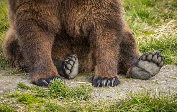 Przycięty Widok Majestatycznego Niedźwiedzia Siedzącego Trawie — Zdjęcie stockowe