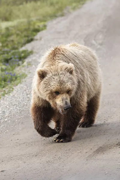 Scenic View Majestic Bear Wild Nature — Stock Photo, Image