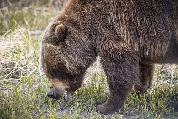 Vista Panorâmica Urso Majestoso Natureza Selvagem — Fotografia de Stock