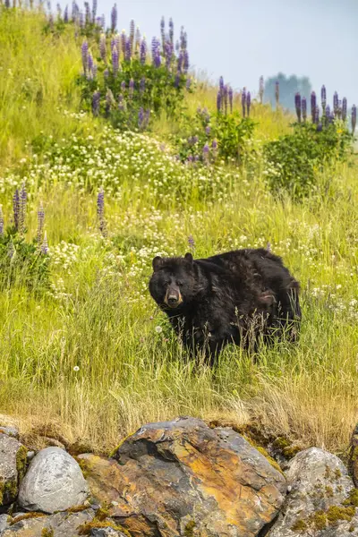 Vista Panorâmica Urso Majestoso Natureza Selvagem — Fotografia de Stock