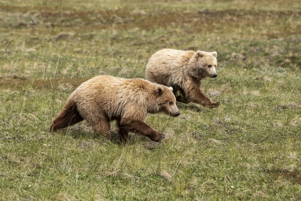 Par Cachorros Grizzly Inmaduros Ursus Arctos Horribilis Corriendo Juntos Para —  Fotos de Stock