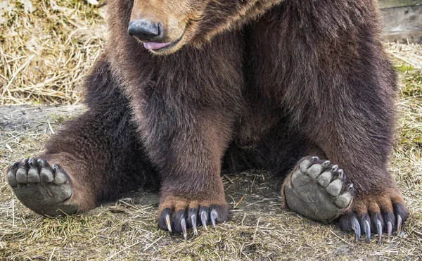 Γραφική Θέα Της Μαγευτικής Αρκούδας Κάθεται Στο Γρασίδι — Φωτογραφία Αρχείου