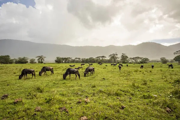 Ñus Pastando Campo Cráter Ngorongoro Área Conservación Ngorongoro Región Arusha — Foto de Stock