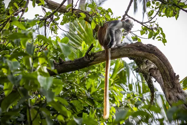 Zanzibar Red Colobus Piliocolobus Kirkii Parque Nacional Jozani Ilha Unguja — Fotografia de Stock