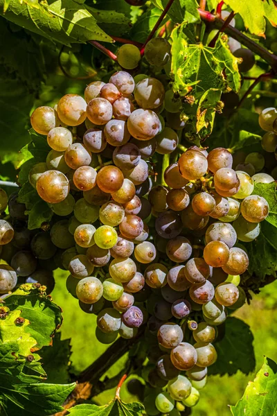 Cluster Red Grapes Grapevine Shefford Quebec Canada — стоковое фото