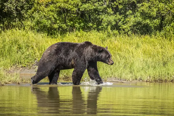 Мальовничий Вид Величного Ведмедя Дику Природу Озері — стокове фото