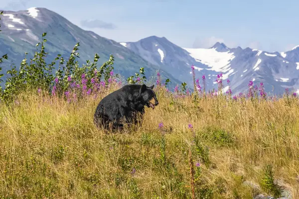 Scenic View Majestic Bear Wild Nature — Stock Photo, Image