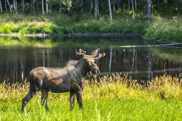 Bull Moose Antlers Velvet Wild Nature — Stock Photo, Image