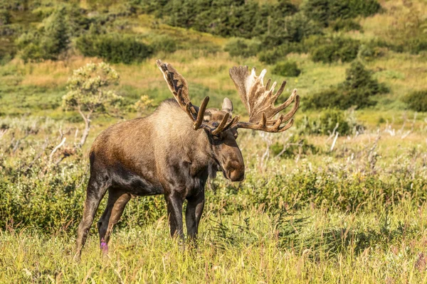 Bull Moose Parohy Sametu Divoké Přírodě — Stock fotografie