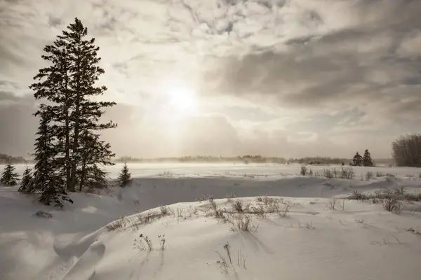 Jéggel Borított Fák Havas Mező Sault Marie Michigan Amerikai Egyesült — Stock Fotó