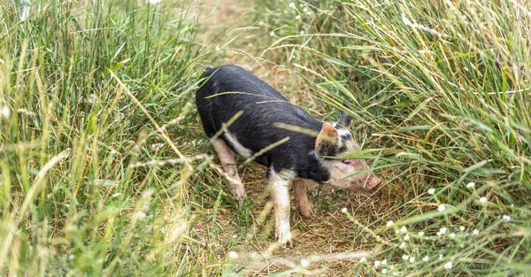 Pig Standing Worn Path Tall Grasses Armstrong British Columbia Canada — Stock Photo, Image