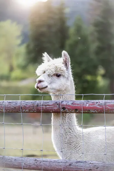 Lama Lama Glama Sur Une Ferme Regardant Dessus Une Clôture — Photo