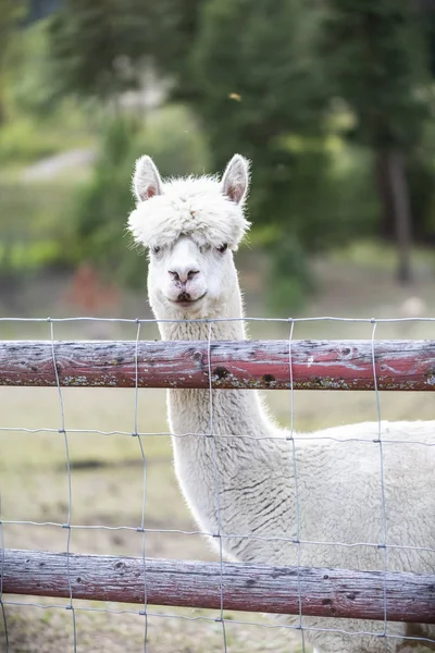 Llama Lama Glama Farm Peering Camera Fence Armstrong British Columbia — 图库照片