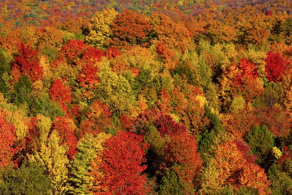 Lebendiges Herbstliches Laub Den Wäldern Der Laurentiusberge Quebec Kanada — Stockfoto