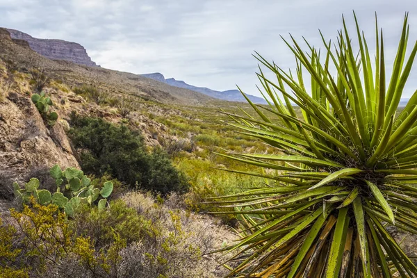 Yucca Anläggning Förgrunden Dog Canyon National Recreational Trail Sacramento Mountains — Stockfoto