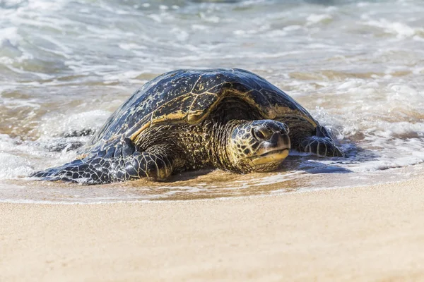 Зеленая Морская Черепаха Chelonia Mydas Выходящая Воды Краю Пляжа Загорать — стоковое фото