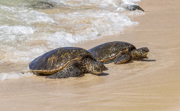 Tartarugas Marinhas Verdes Ameaçadas Chelonia Mydas Emergindo Surfe Uma Praia — Fotografia de Stock