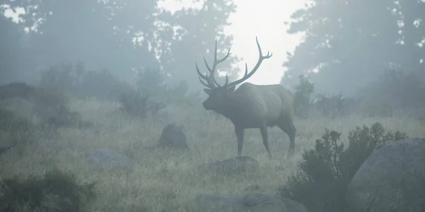 Bull Elk Cervus Canadensis Staand Een Mistig Veld Aan Rand — Stockfoto