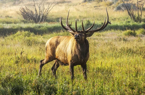 Bull Elk Cervus Canadensis Stående Solljus Ett Dimmigt Fält Estes — Stockfoto