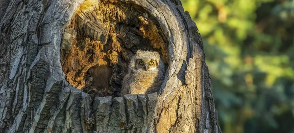 Great Horned Owl Chick Bubo Virginianus Sitting Hole Tree Trunk — Stock Photo, Image