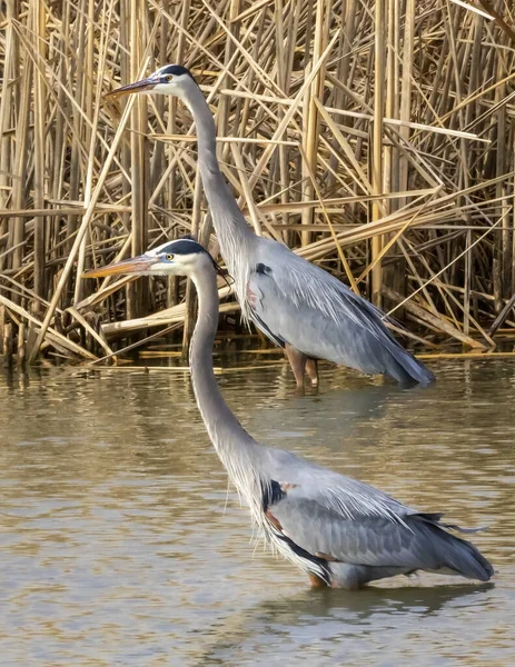 Little Blue Herons Egretta Caerulea Standing Shallow Water Reeds Denver — Stock Photo, Image