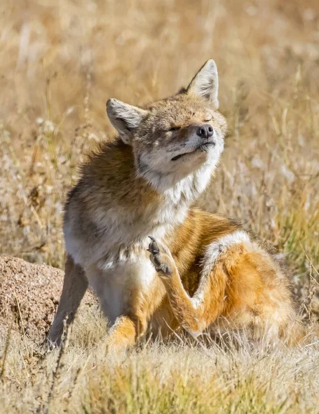 Κόκκινο Αλεπού Vulpes Vulpes Basking Στο Φως Του Ήλιου Μάτια — Φωτογραφία Αρχείου