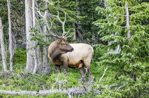 Bull Eland Cervus Canadensis Staande Een Weelderig Bos Estes Park — Stockfoto