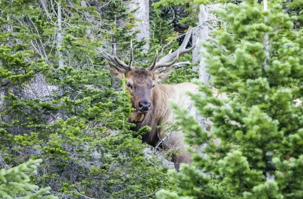 Bull Elk Cervus Canadensis Standing Lush Forest Estes Park Colorado — Stock Photo, Image