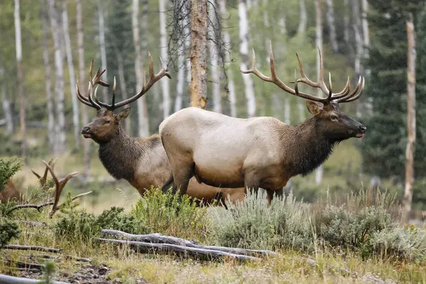 Três Elfos Bull Cervus Canadensis Uma Floresta Estes Park Colorado — Fotografia de Stock