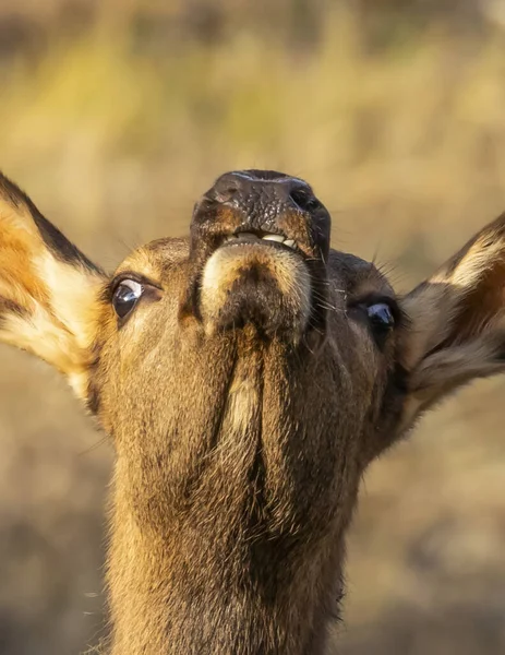 Cervus Canadensis 抬头看的头和脸的特写 美利坚合众国科罗拉多Estes Park — 图库照片