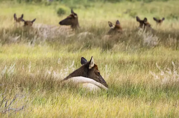 Cow Elk Cervus Canadensis Lying Grass Field Estes Park Colorado — Stock Photo, Image