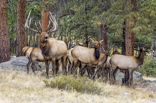 Troupeau Wapitis Cervus Canadensis Avec Taureau Nombreux Veaux Estes Park — Photo