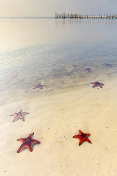 Starfish Beach Κόκκινο Αστερία Στη Λευκή Άμμο Στα Ρηχά Νερά — Φωτογραφία Αρχείου