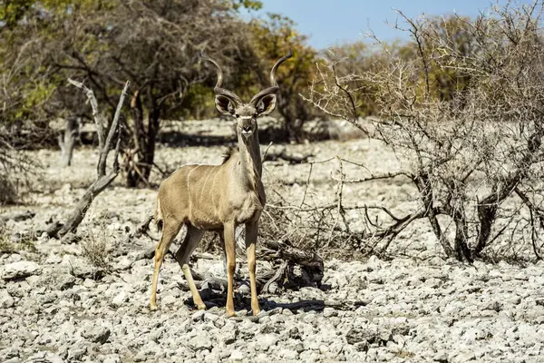 Grande Kudu Tragelaphus Strepsiceros Parque Nacional Etosha Namíbia — Fotografia de Stock