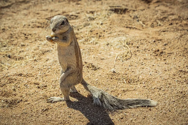 Esquilo Terra Sciuridae Solitaire Namib Naukluft National Park Namíbia — Fotografia de Stock