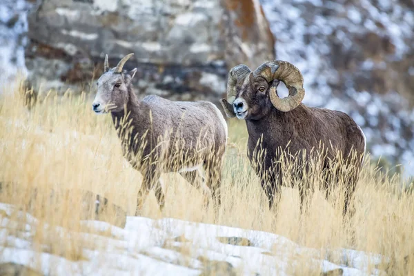 Bighorn Sheep Ram Com Chifres Maciços Perto Parque Nacional Yellowstone — Fotografia de Stock