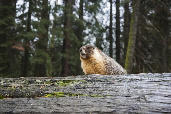 Marmot Vientre Amarillo Marmota Flaviventris Sentado Tronco Caído Sequoia Gigante —  Fotos de Stock