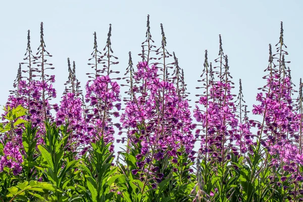 Fireweed Chamaenerion Angustifolium Rozkvětu Proti Modré Obloze Aljaška Spojené Státy — Stock fotografie