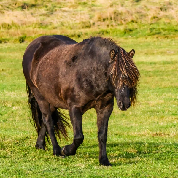 Бурая Лошадь Equus Caballus Гуляющая Траве Myrdalshreppur Южный Регион Исландия — стоковое фото