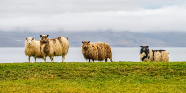 Scenic View Sheep Grazing Beautiful Landscape — Stock Photo, Image