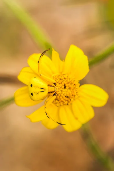美利坚合众国亚利桑那州Portal附近Chiricahua山脉Cave Creek峡谷黄花上的黄蟹蜘蛛 Thomisus Hran Dus — 图库照片