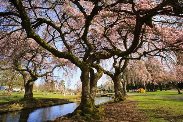 Flores de primavera a lo largo del arroyo — Stock Photo