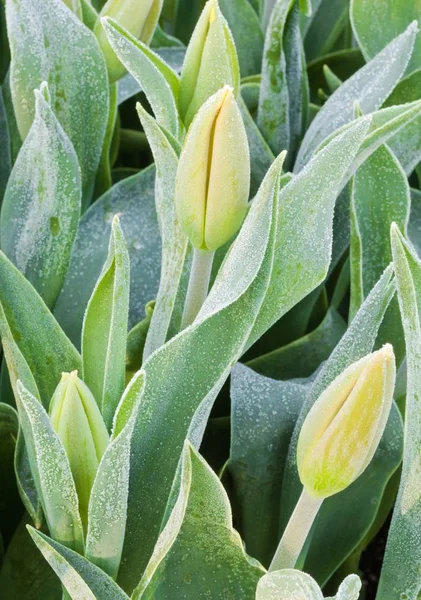 Gefrostete Tulpen — Stockfoto