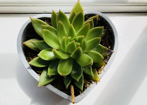 Succulent Plant Heart Shaped Plant Pot — Stock Photo, Image
