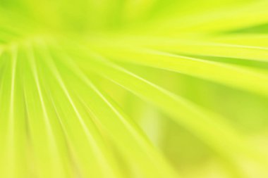 Taze yeşil doğal arka plan 