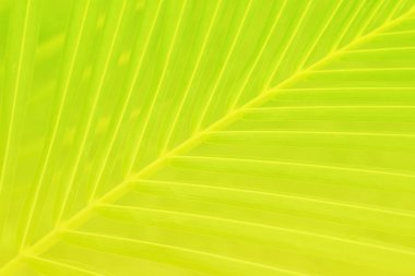 Taze yeşil doğal arka plan 