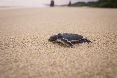 Yumurtadan yeni çıkmış deniz kaplumbağası yolculuğu.