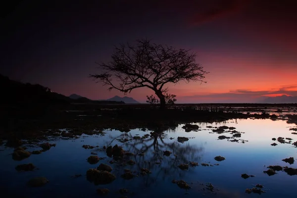 Árvore morta na praia do pôr do sol — Fotografia de Stock