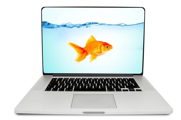 Золотые рыбки плавают на экране ноутбука — стоковое фото