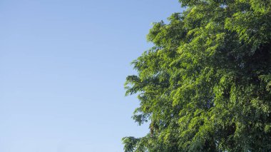 3d arkaplan parlatıcı ürünler geometrik platformlu metalik podyum sahnesi sergiliyor. Yeşil Turuncu Sahne Sergisi Stüdyoda.